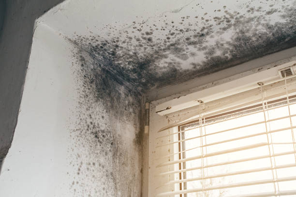 Affordable Mold Removal solutions in Onancock, VA